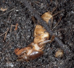 Gryllotalpa nitidula