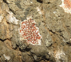 Arthonia cinnabarina