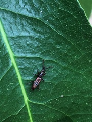 Microtrachelizus