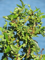 Klambothrips myopori