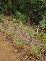 Cenchrus polystachios