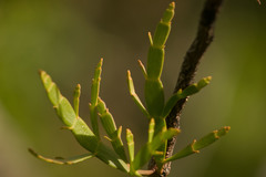 Korthalsella complanata