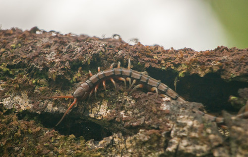 Pacific Giant Centipede photo 6