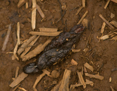 Urva auropunctata