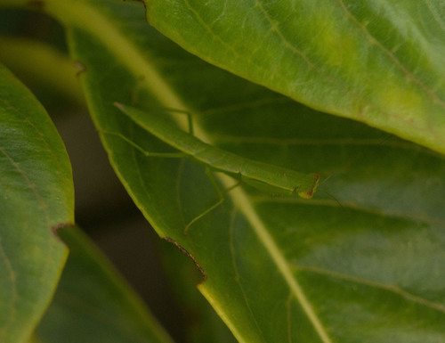 Australian Garden Mantis photo 4