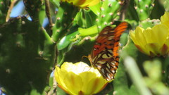 Dione vanillae maculosa