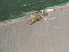 Araneus illaudatus