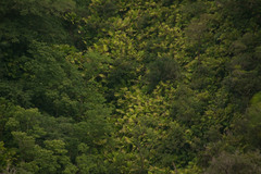 Pinanga coronata