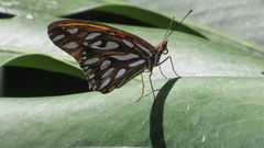 Dione vanillae maculosa