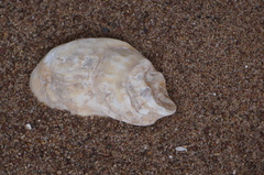 Crassostrea virginica