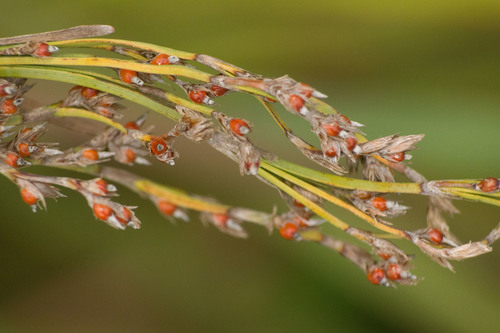 Machaerina mariscoides