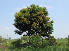 Ouratea castaneifolia