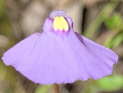 Utricularia barkeri