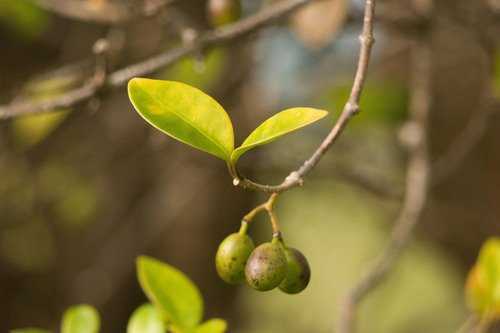 Maile (Alyxia stellata)