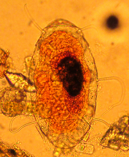 Echiniscus granulatus image