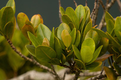 Syzygium sandwicense
