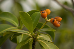 Psychotria mariniana