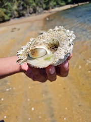 Astraea heliotropium