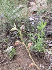 Pterostylis hamata