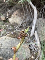 Pterostylis hamata