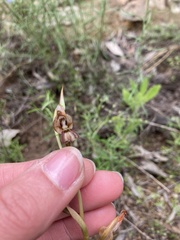 Pterostylis hamata