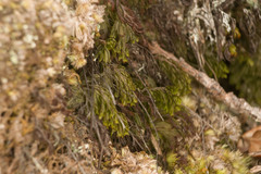 Hymenophyllum lanceolatum