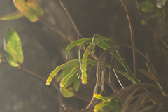 Psilotum complanatum