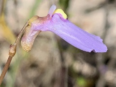 Utricularia barkeri