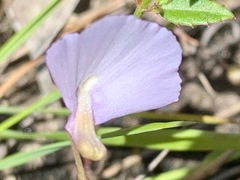 Utricularia barkeri