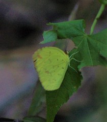 Eurema desjardinsii