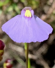 Utricularia barkeri