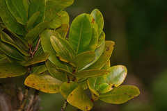 Syzygium sandwicense