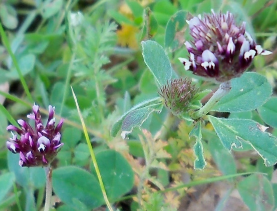 Trifolium amoenum