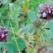 Trifolium amoenum - Photo (c) Di, μερικά δικαιώματα διατηρούνται (CC BY-NC), uploaded by Di