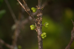 Melicope clusiifolia