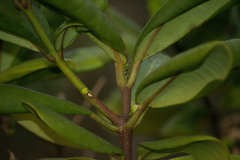 Melicope clusiifolia