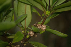 Melicope clusiifolia