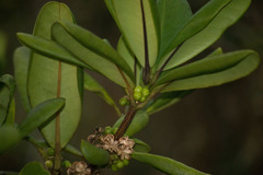 Melicope clusiifolia