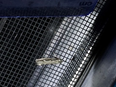 Lepidoptera