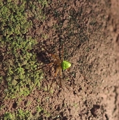 Araneus viridiventris