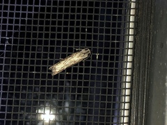 Lepidoptera