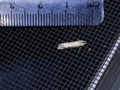 Lepidoptera