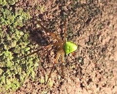 Araneus viridiventris