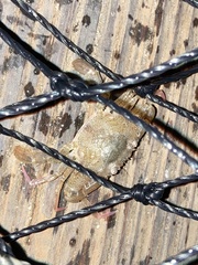 Achelous xantusii