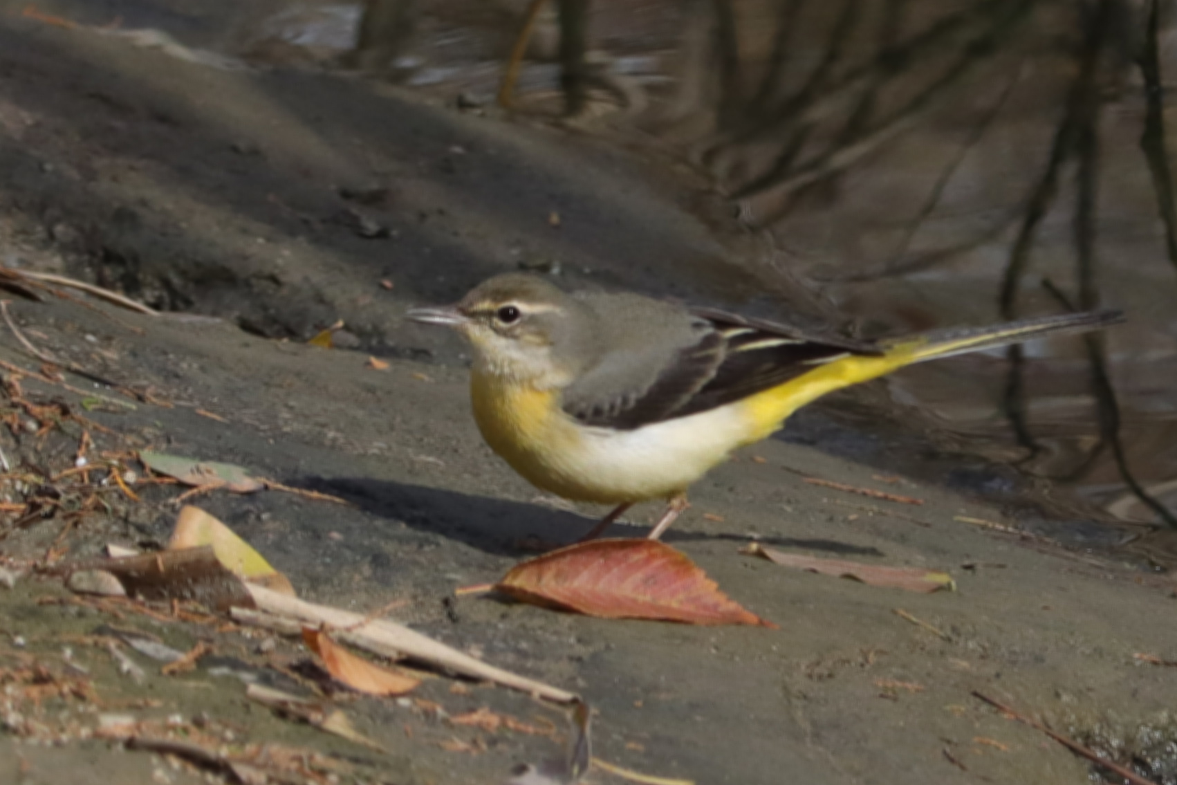 Grey Wagtail