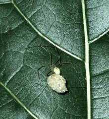 Chrysso lingchuanensis