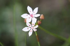 Burchardia multiflora