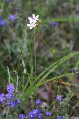 Burchardia multiflora