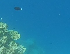 Acanthurus thompsoni