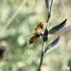 Oxyopes punctatus